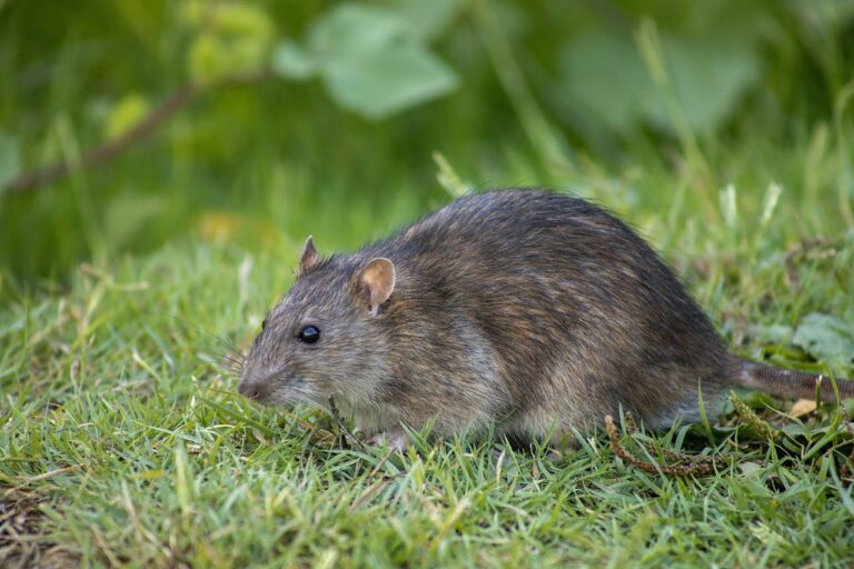 Crotte de rat ou hérisson