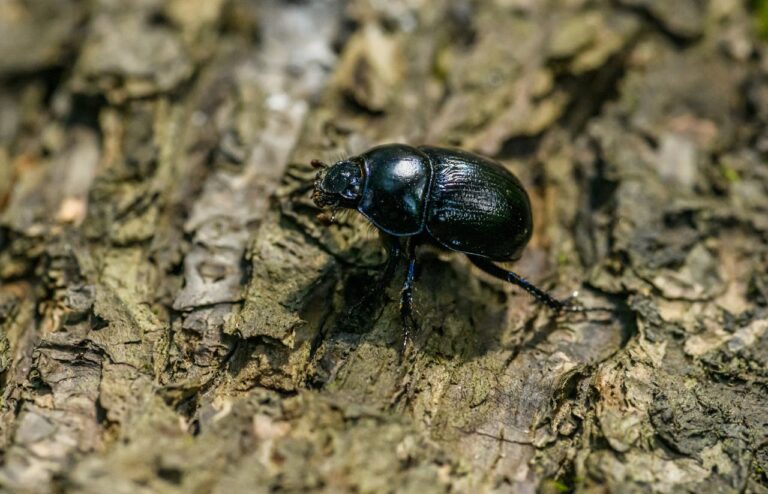 Petit insecte noir 1 mm