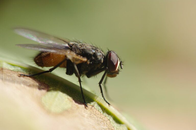 Mouche dans la maison