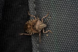 Punaise marron dans la maison