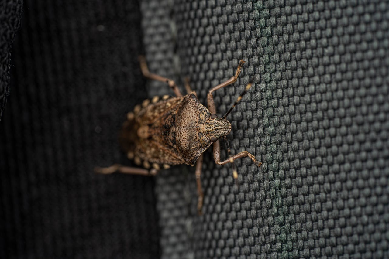 Punaise marron dans la maison