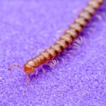 Mille-pattes dans la maison