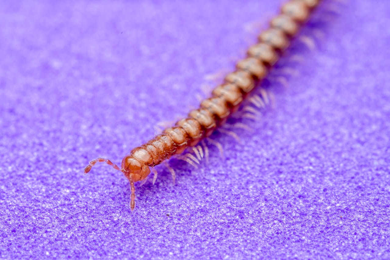 Mille-pattes dans la maison