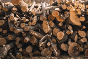 Mérule sur bois de chauffage