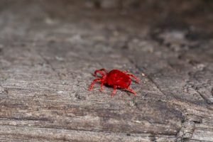 Mites de poussière