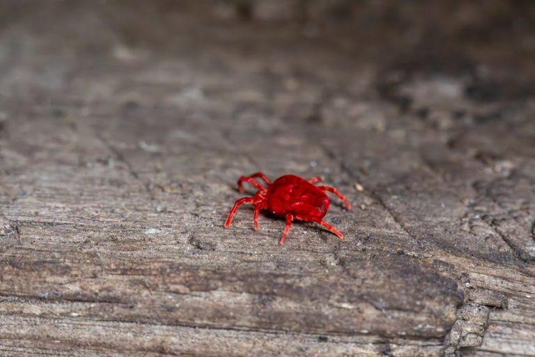Mites de poussière
