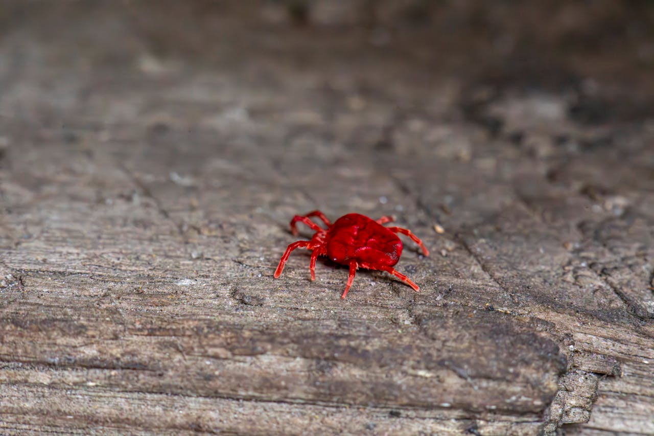 Mites de poussière