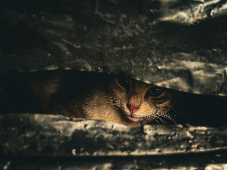 animaux nocturnes