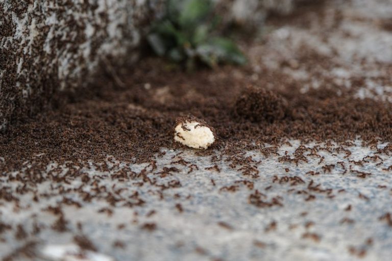 Fourmis minuscules