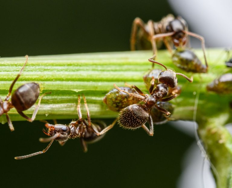 Mini fourmis