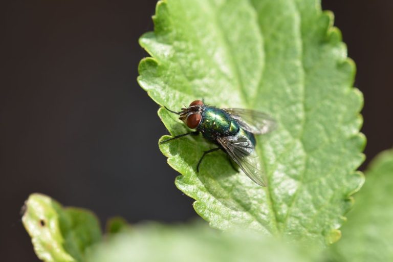 Mouche verte