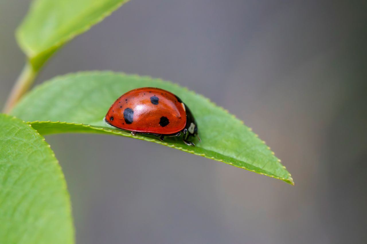 Coccinelle
