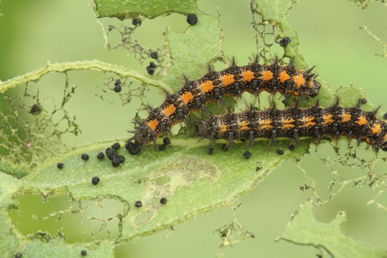 Chenille