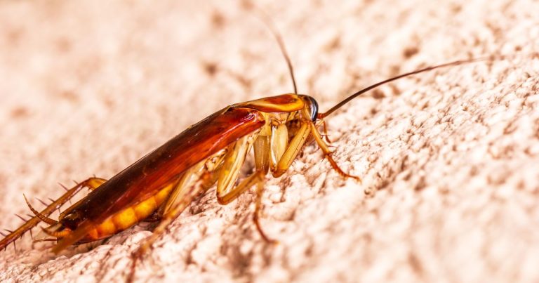 Insecte marron
