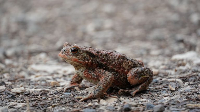 Crapaud