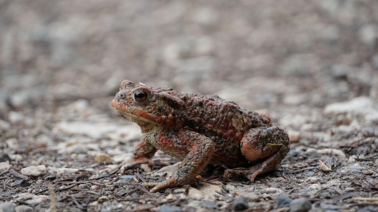 Crapaud