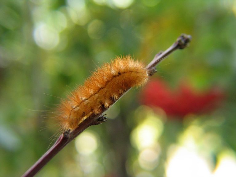 Chenille marron